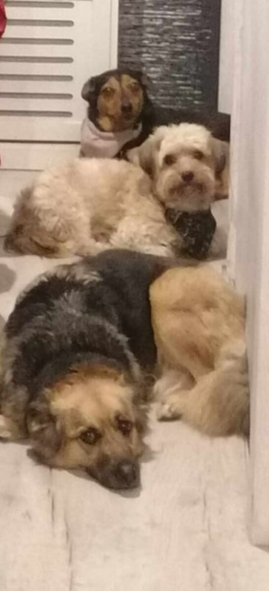 4 października obchodziliśmy Światowy Dzień Zwierząt. Oto pupile naszych Czytelników