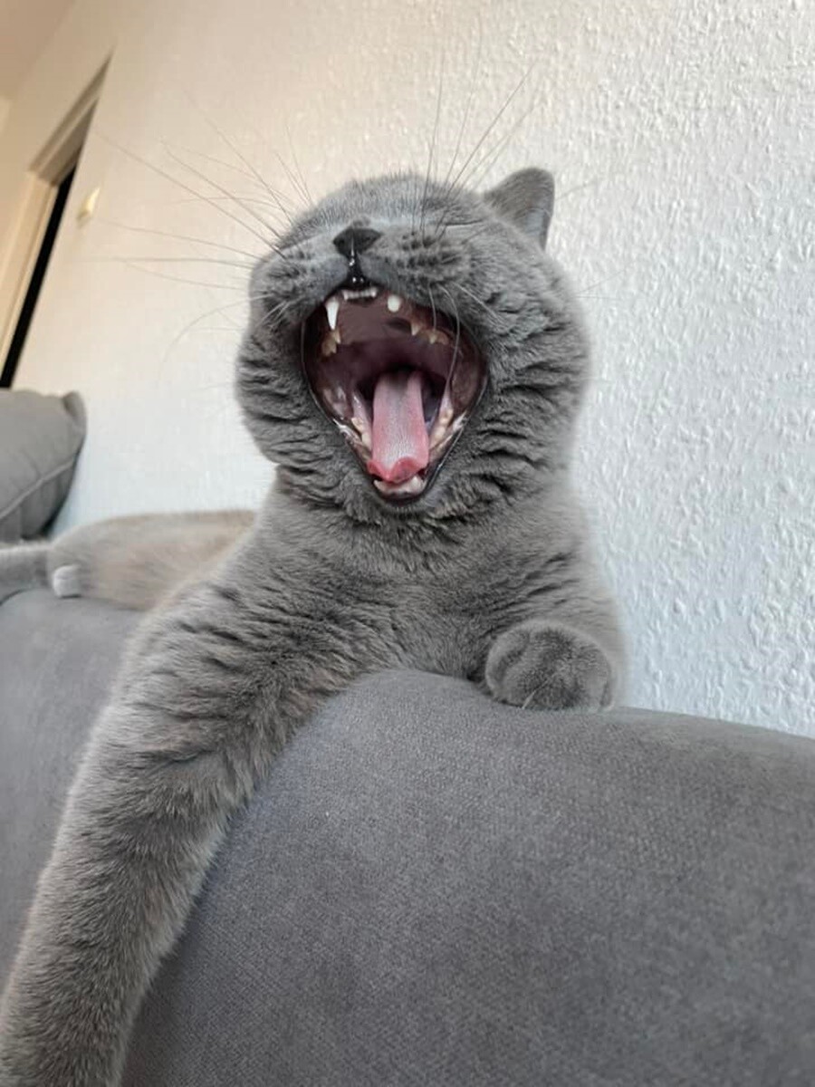 4 października obchodziliśmy Światowy Dzień Zwierząt. Oto pupile naszych Czytelników