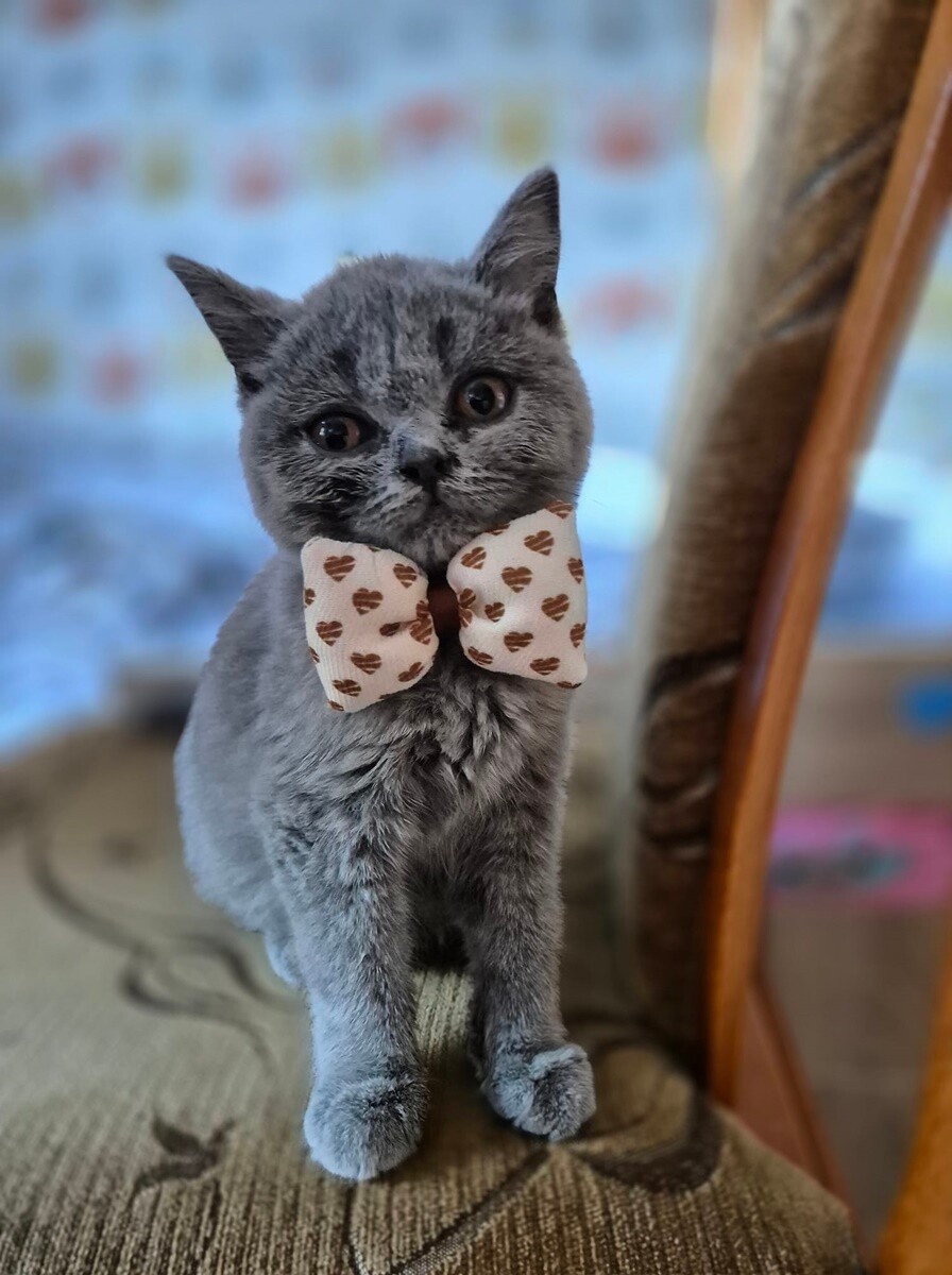 4 października obchodziliśmy Światowy Dzień Zwierząt. Oto pupile naszych Czytelników