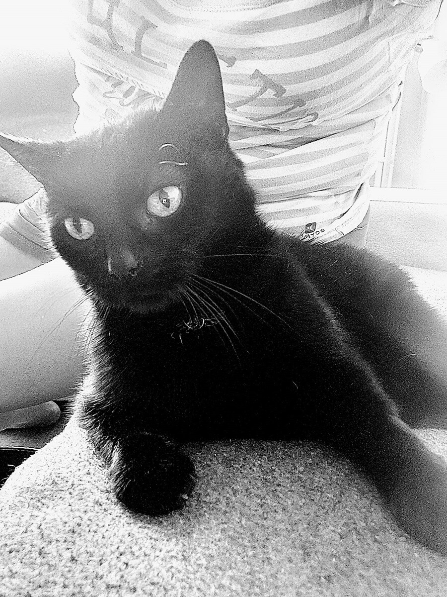 4 października obchodziliśmy Światowy Dzień Zwierząt. Oto pupile naszych Czytelników