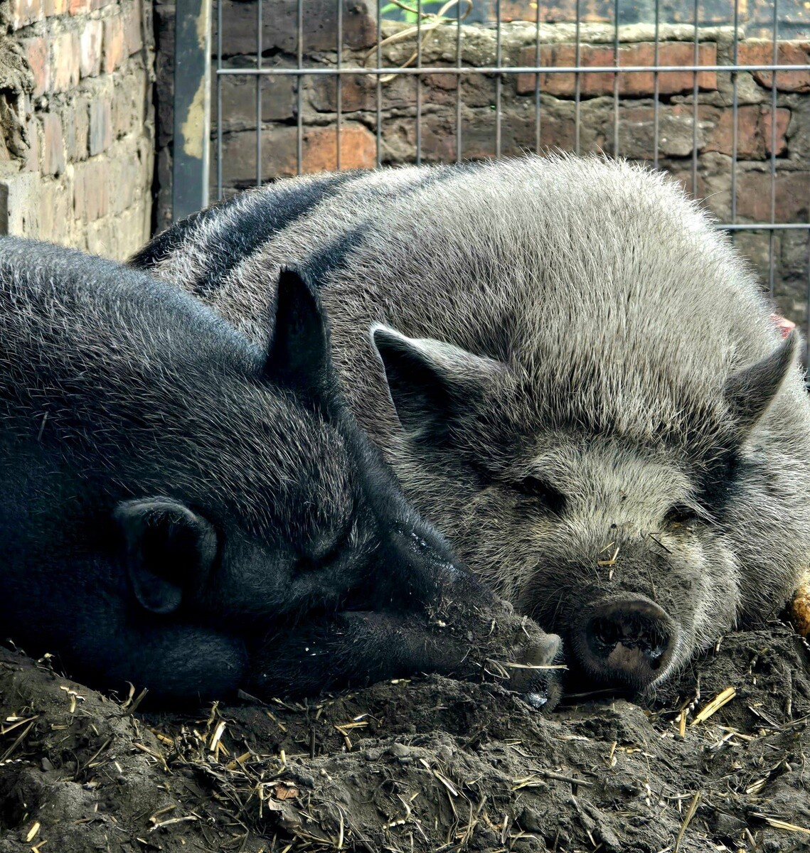 4 października obchodziliśmy Światowy Dzień Zwierząt. Oto pupile naszych Czytelników