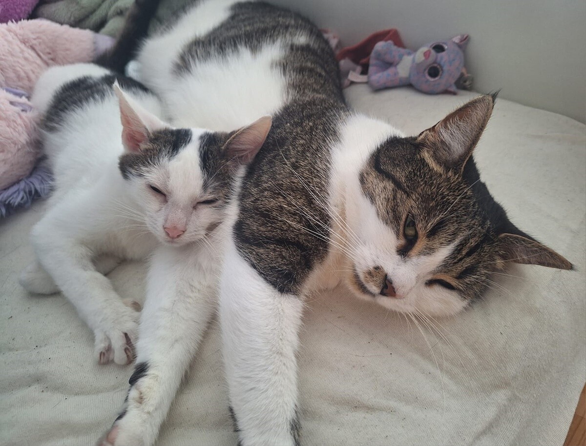 4 października obchodziliśmy Światowy Dzień Zwierząt. Oto pupile naszych Czytelników