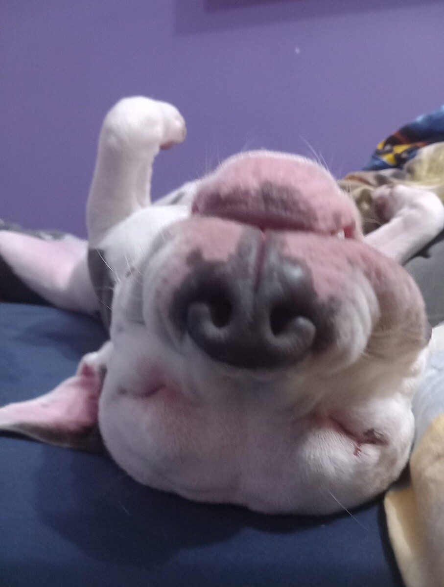 4 października obchodziliśmy Światowy Dzień Zwierząt. Oto pupile naszych Czytelników