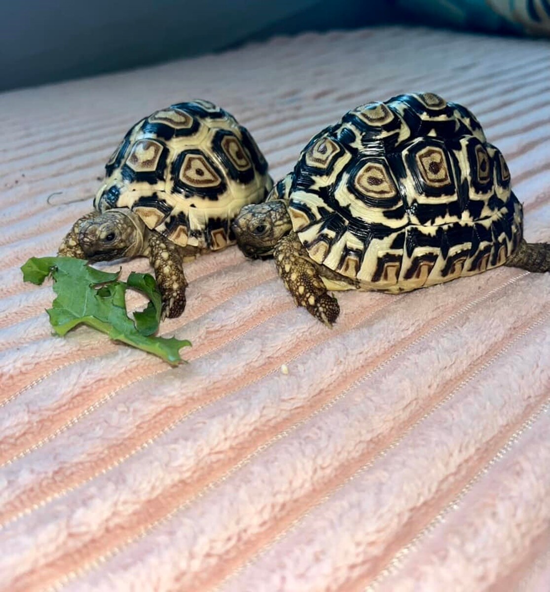 4 października obchodziliśmy Światowy Dzień Zwierząt. Oto pupile naszych Czytelników