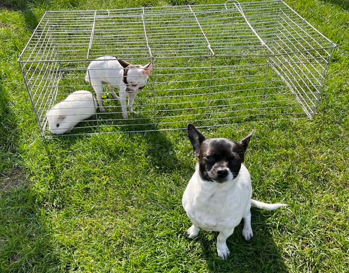 4 października obchodziliśmy Światowy Dzień Zwierząt. Oto pupile naszych Czytelników