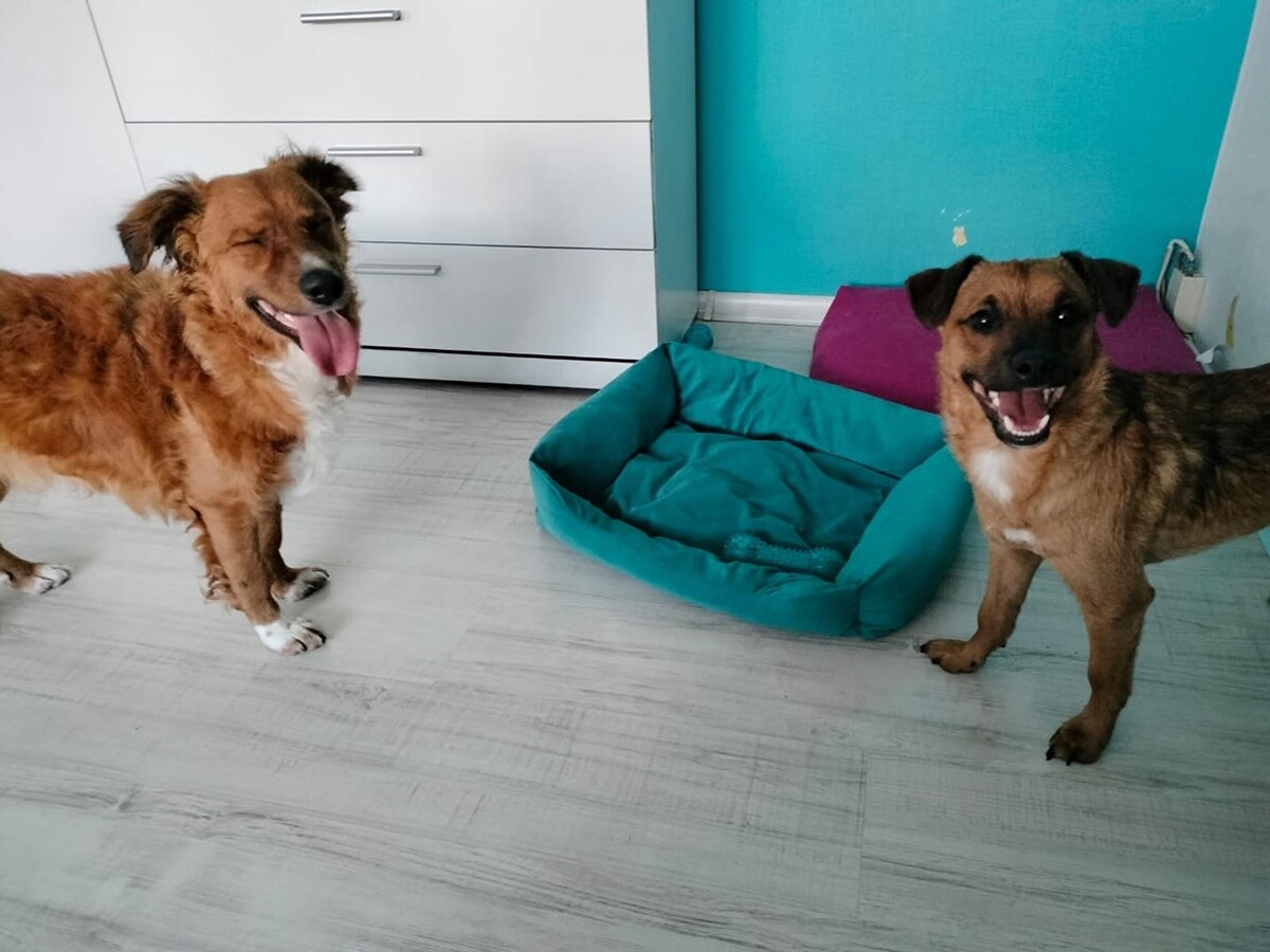 4 października obchodziliśmy Światowy Dzień Zwierząt. Oto pupile naszych Czytelników