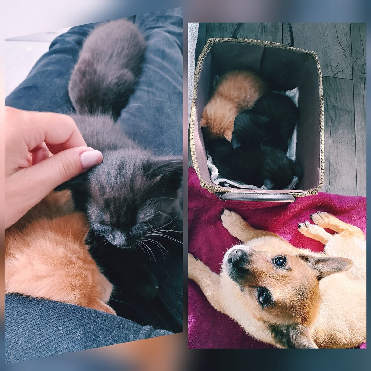 4 października obchodziliśmy Światowy Dzień Zwierząt. Oto pupile naszych Czytelników