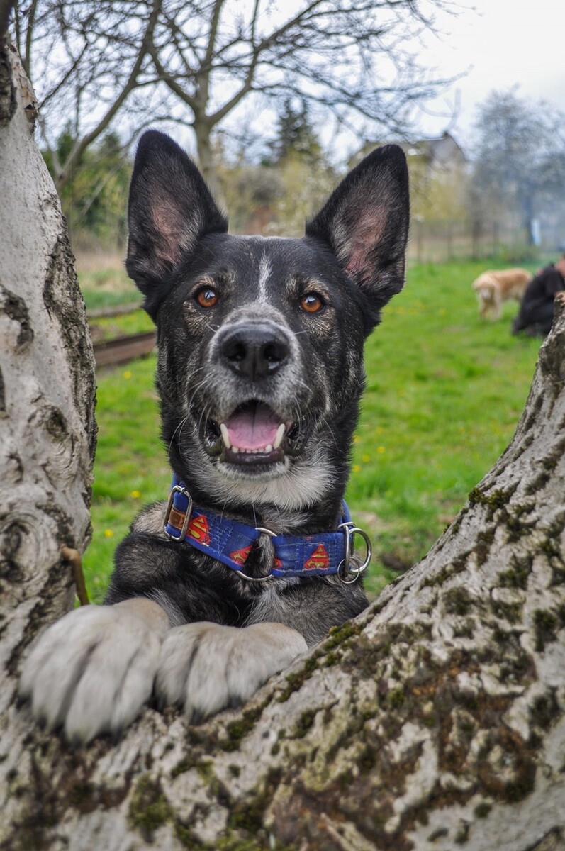 4 października obchodziliśmy Światowy Dzień Zwierząt. Oto pupile naszych Czytelników