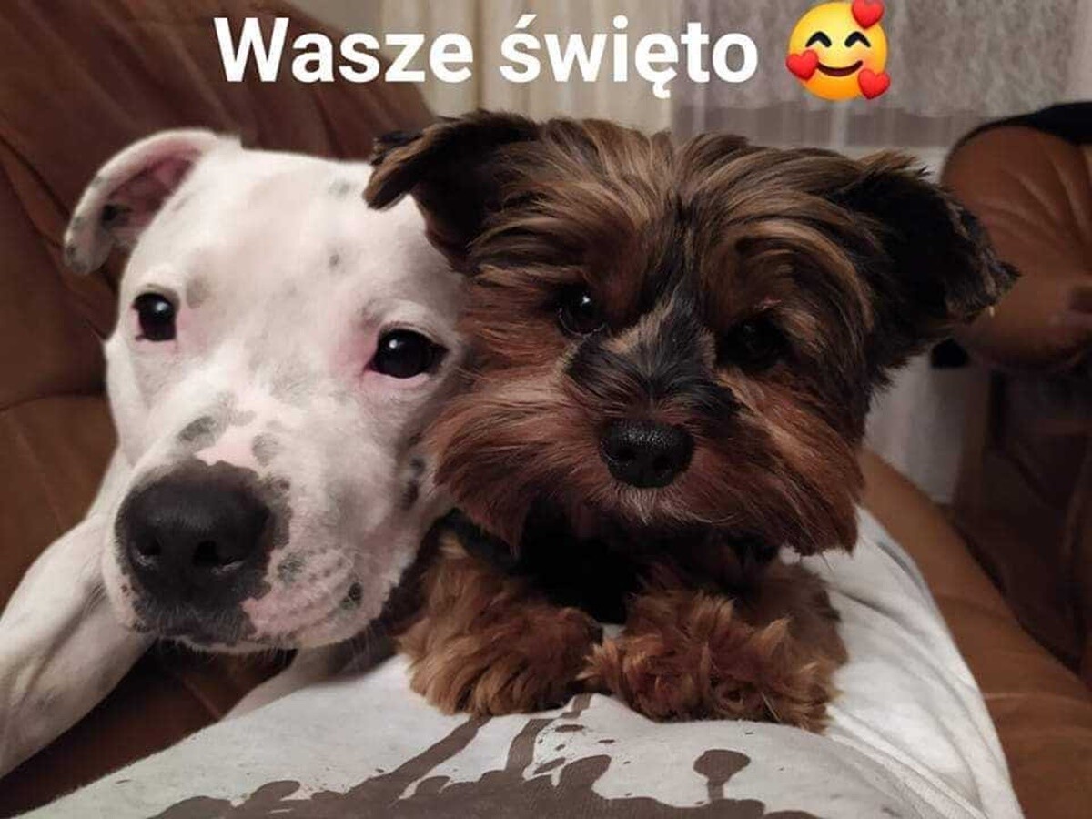 4 października obchodziliśmy Światowy Dzień Zwierząt. Oto pupile naszych Czytelników