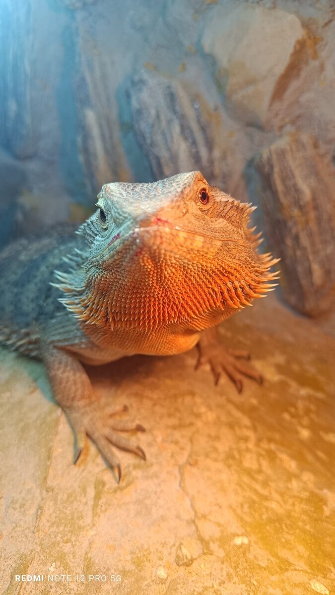 4 października obchodziliśmy Światowy Dzień Zwierząt. Oto pupile naszych Czytelników