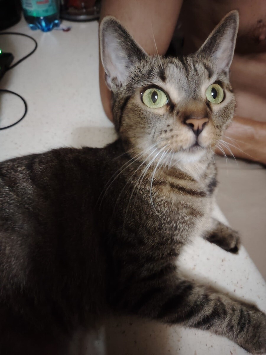 4 października obchodziliśmy Światowy Dzień Zwierząt. Oto pupile naszych Czytelników