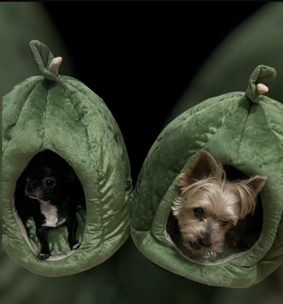 4 października obchodziliśmy Światowy Dzień Zwierząt. Oto pupile naszych Czytelników