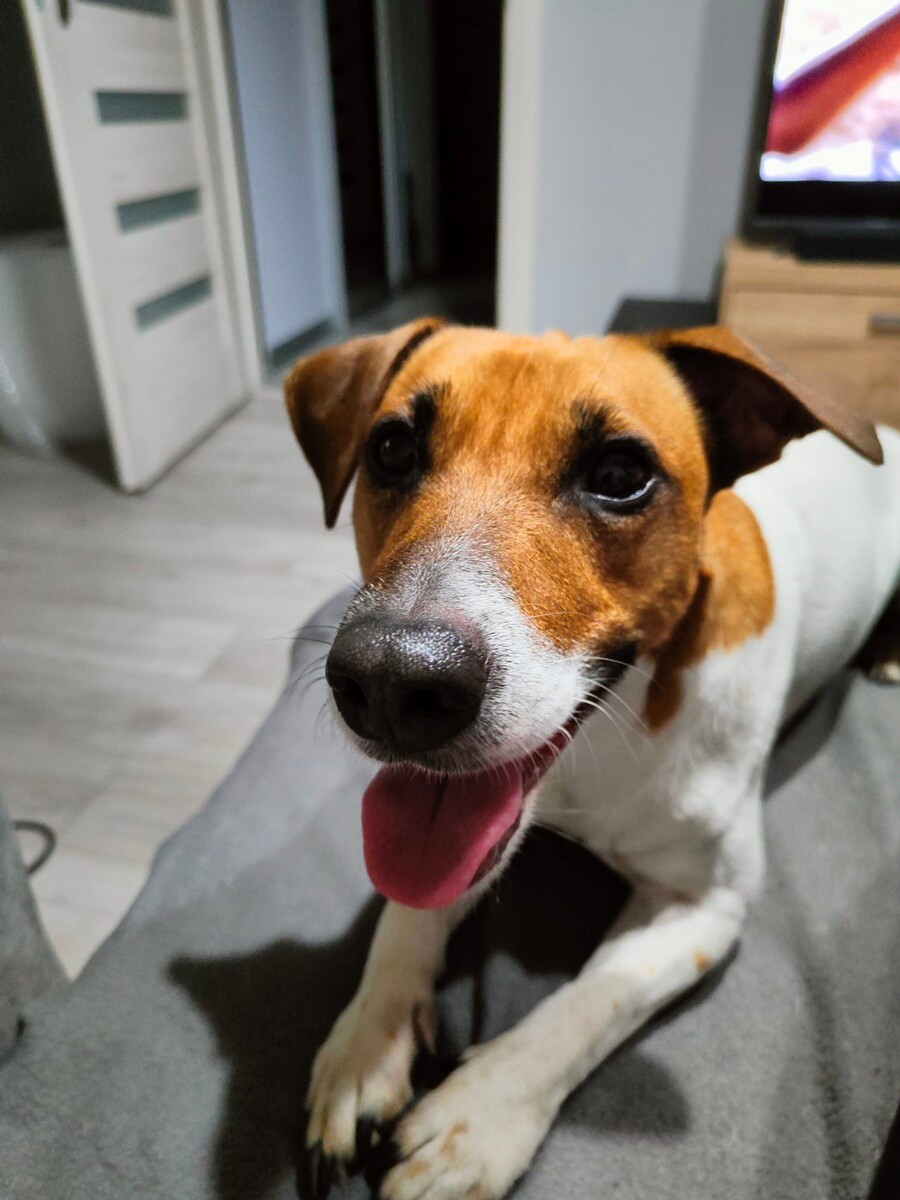 4 października obchodziliśmy Światowy Dzień Zwierząt. Oto pupile naszych Czytelników