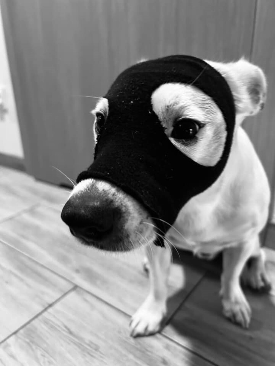 4 października obchodziliśmy Światowy Dzień Zwierząt. Oto pupile naszych Czytelników