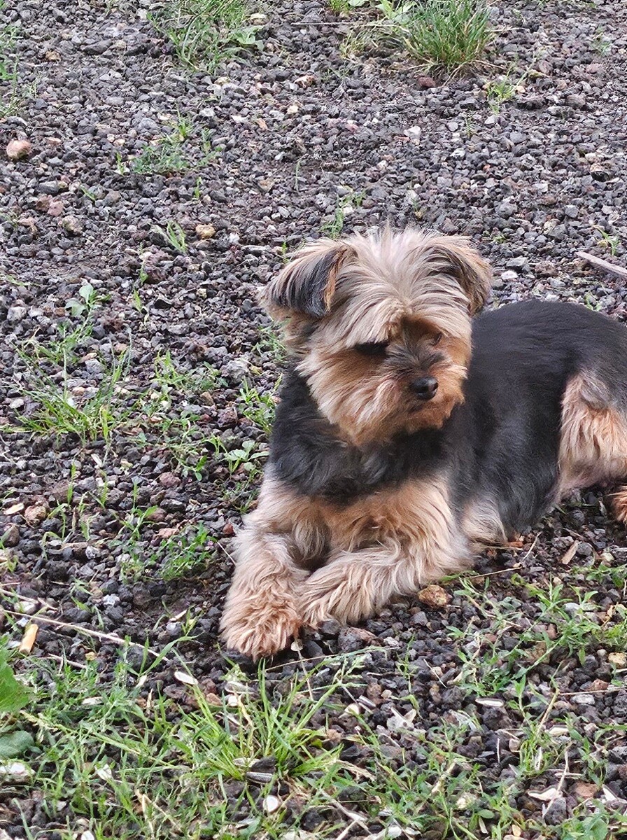 4 października obchodziliśmy Światowy Dzień Zwierząt. Oto pupile naszych Czytelników