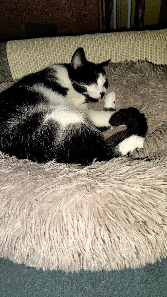 4 października obchodziliśmy Światowy Dzień Zwierząt. Oto pupile naszych Czytelników