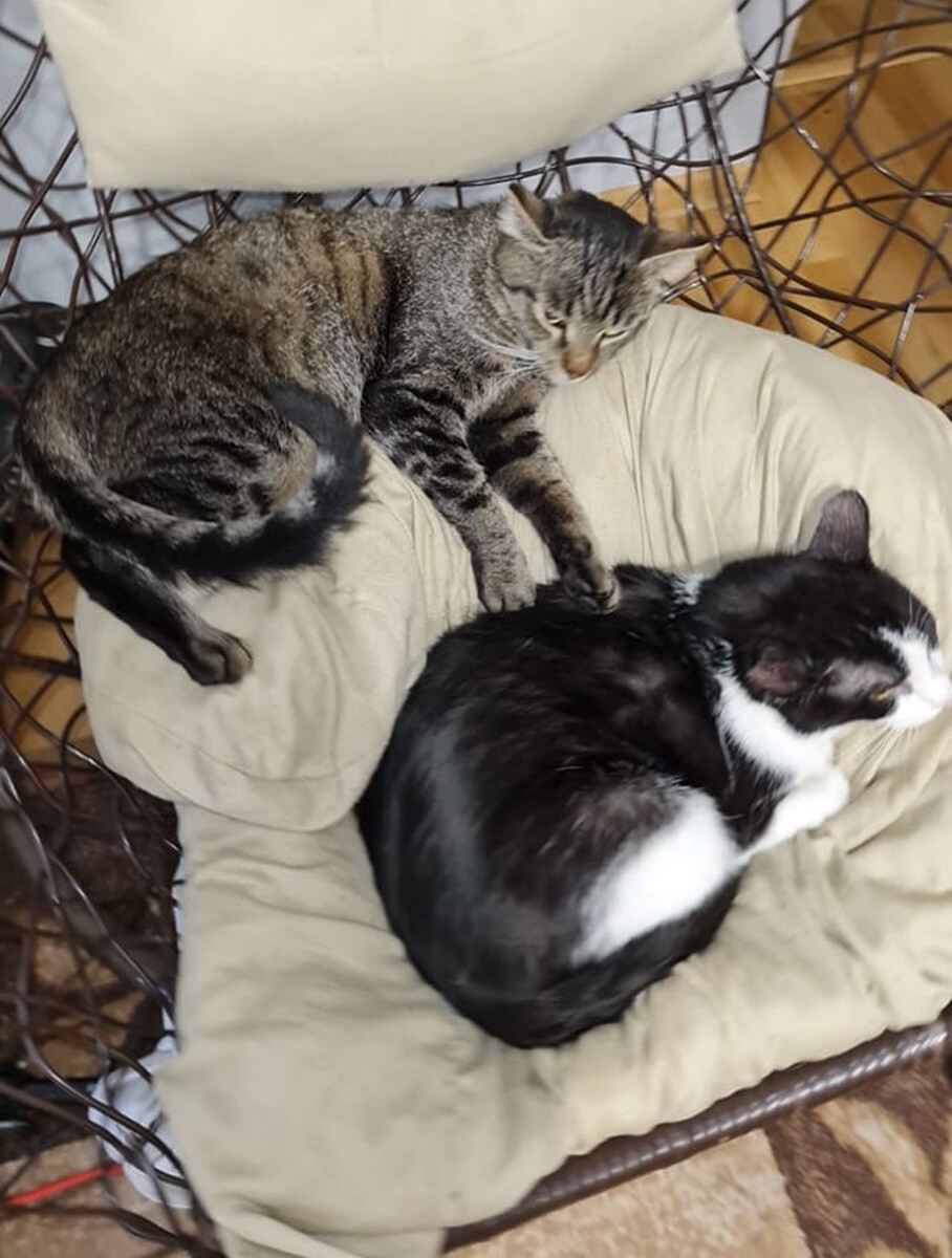 4 października obchodziliśmy Światowy Dzień Zwierząt. Oto pupile naszych Czytelników