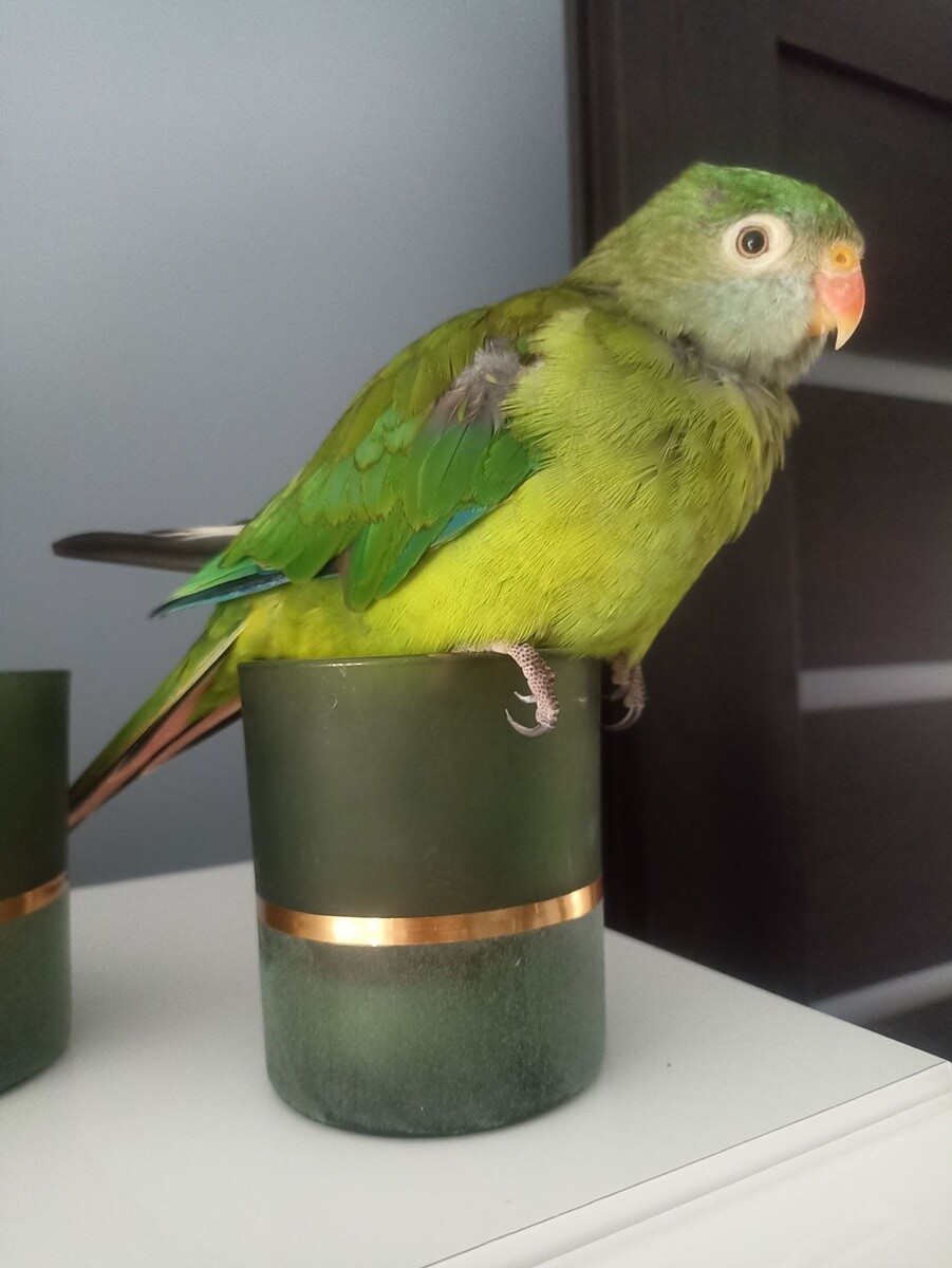 4 października obchodziliśmy Światowy Dzień Zwierząt. Oto pupile naszych Czytelników