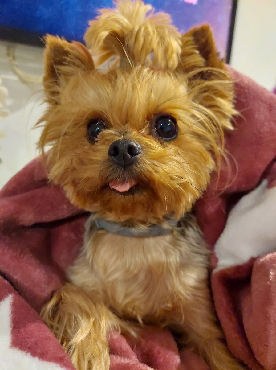 4 października obchodziliśmy Światowy Dzień Zwierząt. Oto pupile naszych Czytelników