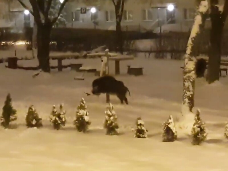 Dziki pojawiły się na... halembskiej siłowni! [WIDEO]