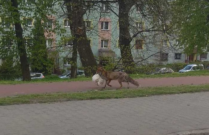 Dzikie zwierzęta coraz częściej odwiedzają Rudę Śląską. Czy stanowią dla nas zagrożenie?