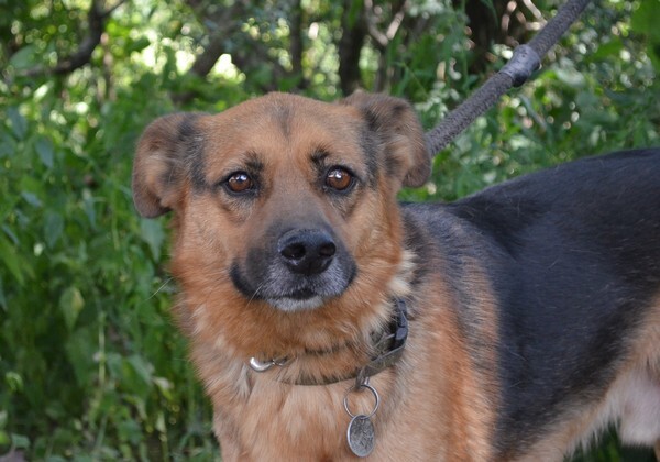 Dżimi - Adoptowany!