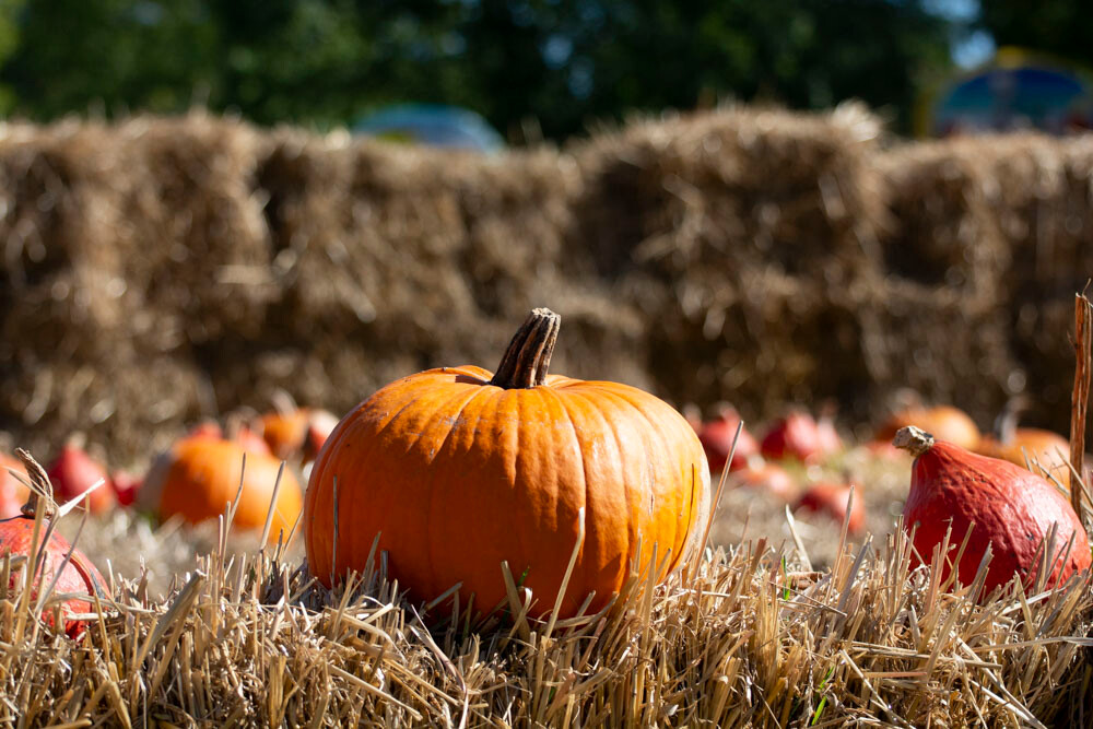 Farma Dyniowa w Rudzie Śląskiej w końcu otwarta! / fot. Marek Faber