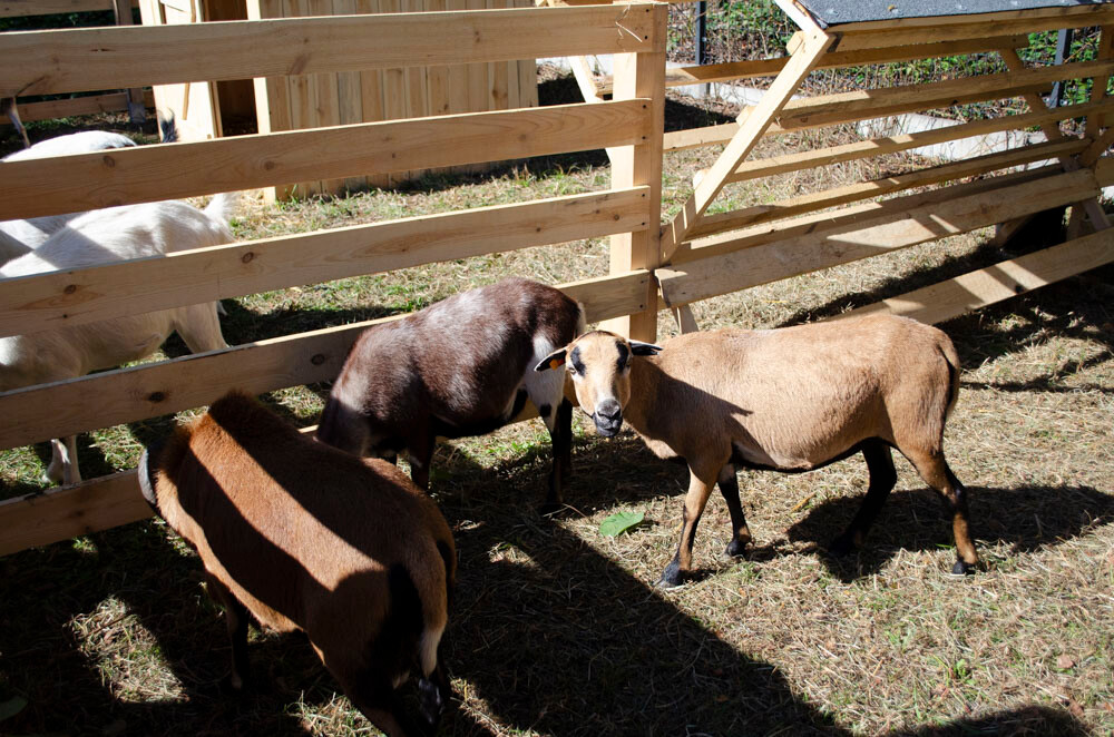 Farma Dyniowa w Rudzie Śląskiej w końcu otwarta! / fot. Marek Faber