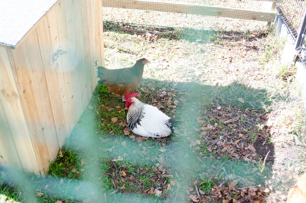 Farma Dyniowa w Rudzie Śląskiej w końcu otwarta! / fot. Marek Faber