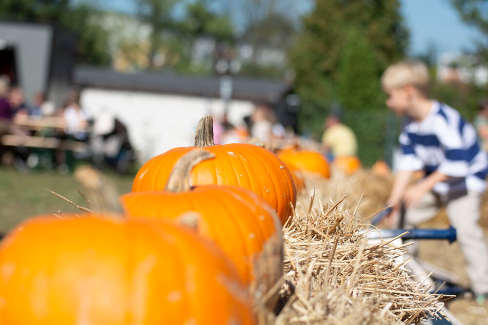 Farma Dyniowa w Rudzie Śląskiej w końcu otwarta! / fot. Marek Faber