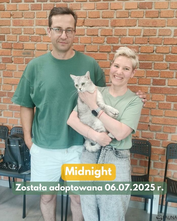 Koci tydzień w Faunie – 5 kotów znalazło kochające domy!/fot. TOZ Fauna
