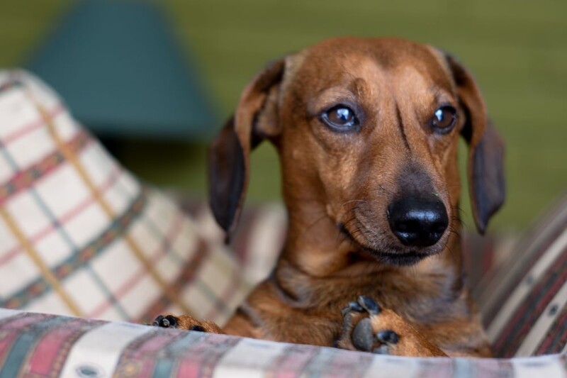 „Fauna” otwiera nabór na wolontariuszy