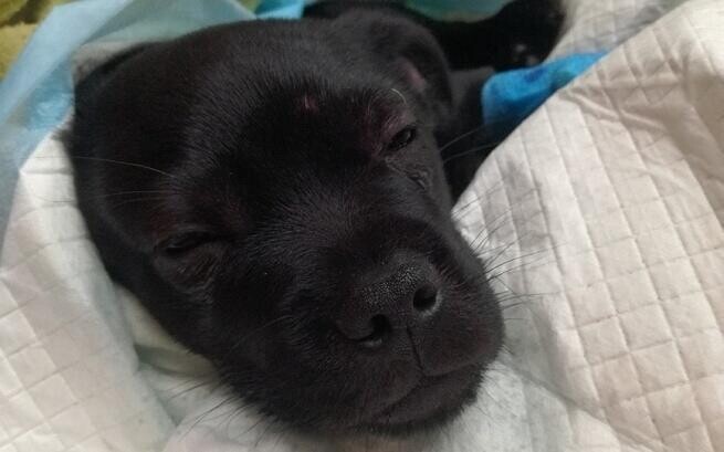 „Fauna” zbiera środki na leczenie podopiecznych