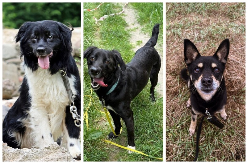 Fauniaki polecają się do adopcji – poznaj czworonogi czekające na dom!