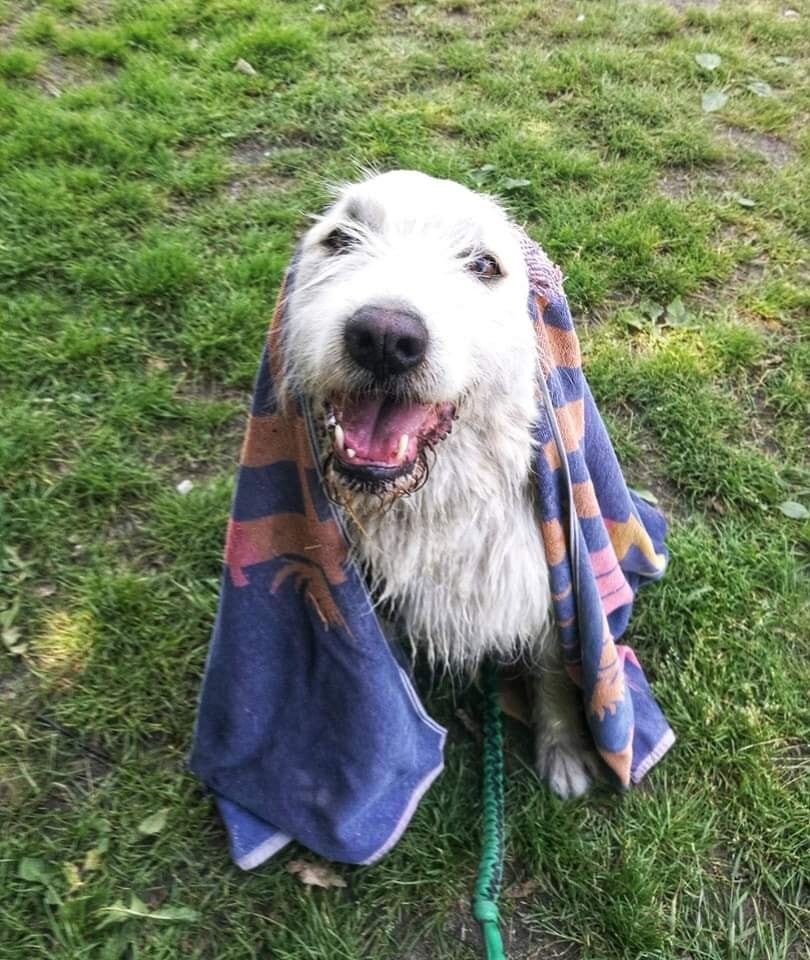 Niektóre zwierzaki w schronisku spędzają długie lata. Wolontariusze apelują, by adoptować "Faunowych Weteranów".

fot: FB Faunowi Weterani