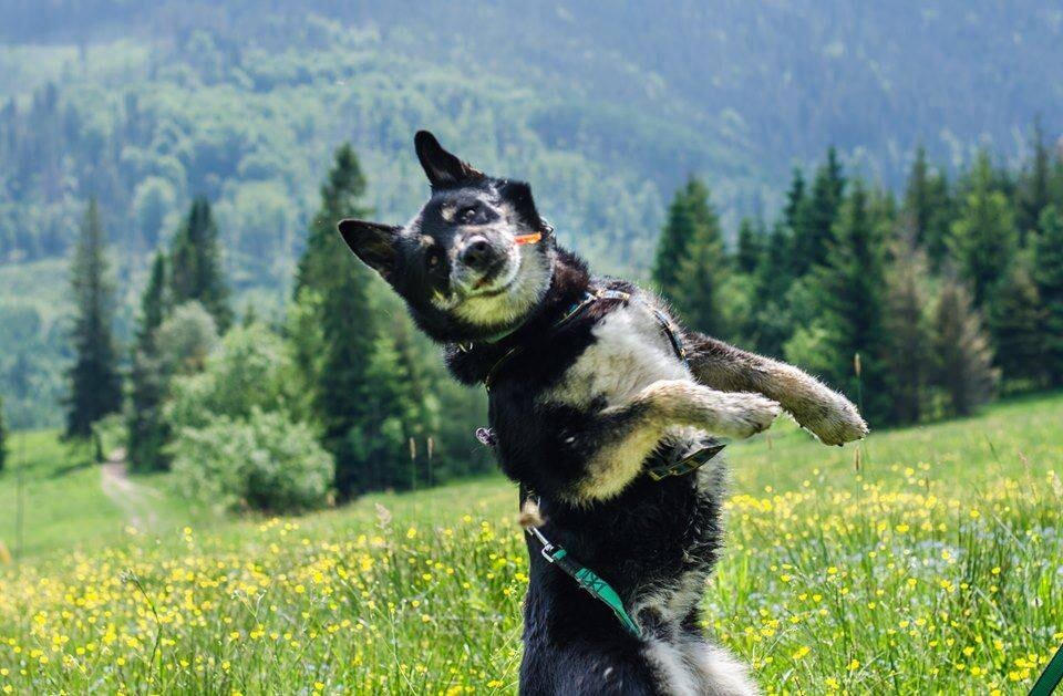 Niektóre zwierzaki w schronisku spędzają długie lata. Wolontariusze apelują, by adoptować "Faunowych Weteranów".

fot: FB Faunowi Weterani