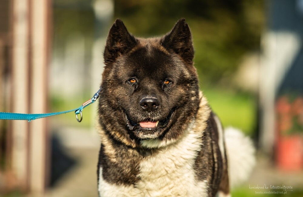 Niektóre zwierzaki w schronisku spędzają długie lata. Wolontariusze apelują, by adoptować "Faunowych Weteranów".

fot: FB Faunowi Weterani