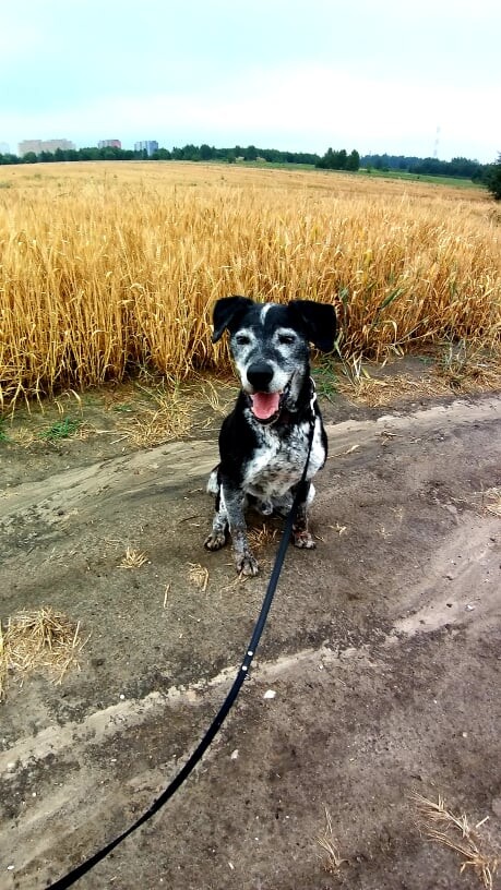 Niektóre zwierzaki w schronisku spędzają długie lata. Wolontariusze apelują, by adoptować "Faunowych Weteranów".

fot: FB Faunowi Weterani
