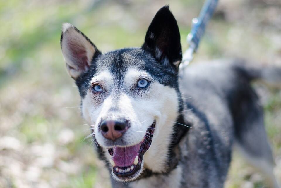 Niektóre zwierzaki w schronisku spędzają długie lata. Wolontariusze apelują, by adoptować "Faunowych Weteranów".

fot: FB Faunowi Weterani