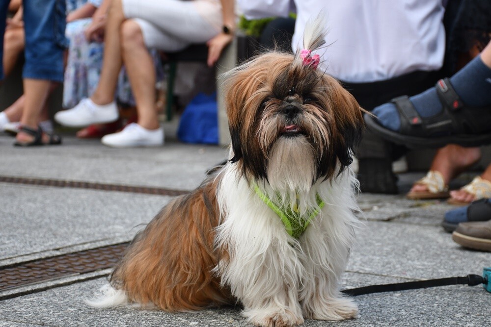 Festiwal Orkiestr Dętych im. Augustyna Kozioła w Rudzie Śląskiej / fot. Jacek Knapik
