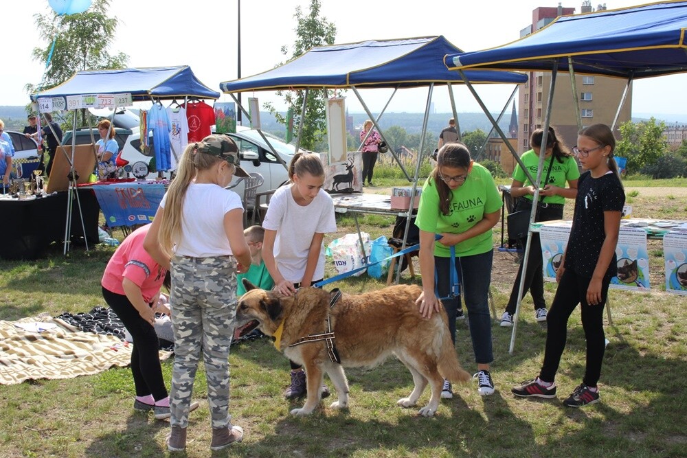 Góra Antonia była dziś miejscem, gdzie odbywał się piknik "Ruda na sportowo". Atrakcji nie brakowało - harcerze zorganizowali gry terenowe, sportowcy dali pokaz swych umiejętności i talentów, miał miejsce turniej szachowy.