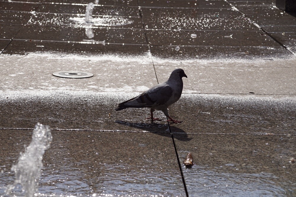 Temat rudzkich fontann od kilku sezonów wraca do nas jak bumerang. Rozpoczęły się ciepłe dni, więc postanowiliśmy sprawdzić, czy fontanny zostały uruchomione. 