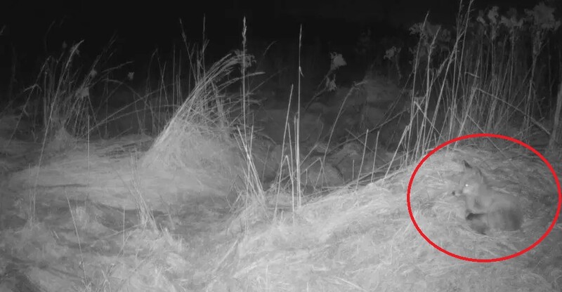 Fotopułapka w lesie uchwyciła lisa. Jakie inne zwierzęta mieszkają w naszym mieście?