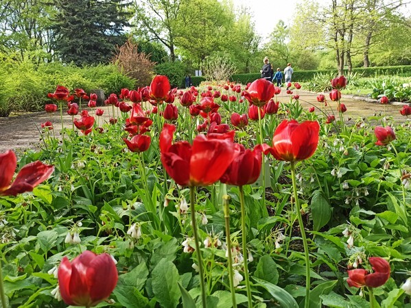 Ogród Botaniczny w Zabrzu