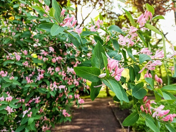 Ogród Botaniczny w Zabrzu