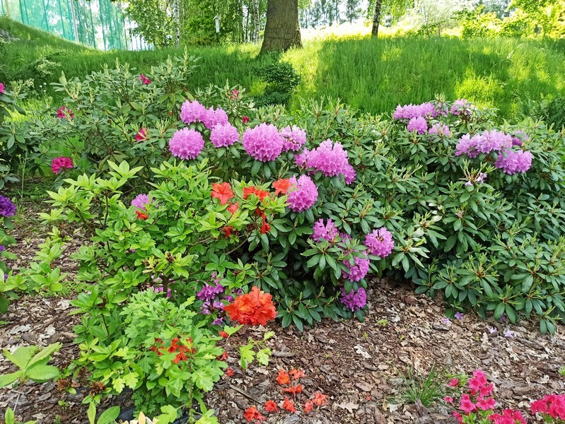 Arkadia w centrum województwa śląskiego? Tak, Śląski Ogród Botaniczny w Mikołowie zasługuje na miano sielskiej krainy. Tu życie biegnie powoli, a spacerując malowniczymi alejkami, podziwiamy cuda przyrody, wsłuchując się w kojące ptasie trele. Macie wolne popołudnie? Koniecznie wybierzcie się do Mikołowa. Wycieczka gwarantuje wytchnienie od wielkomiejskiego życia i relaks na łonie natury. 