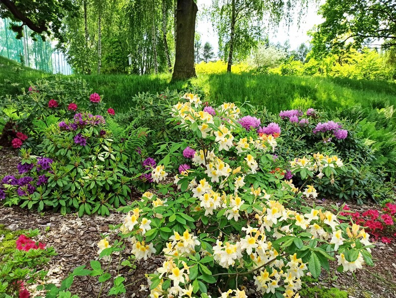 Arkadia w centrum województwa śląskiego? Tak, Śląski Ogród Botaniczny w Mikołowie zasługuje na miano sielskiej krainy. Tu życie biegnie powoli, a spacerując malowniczymi alejkami, podziwiamy cuda przyrody, wsłuchując się w kojące ptasie trele. Macie wolne popołudnie? Koniecznie wybierzcie się do Mikołowa. Wycieczka gwarantuje wytchnienie od wielkomiejskiego życia i relaks na łonie natury. 