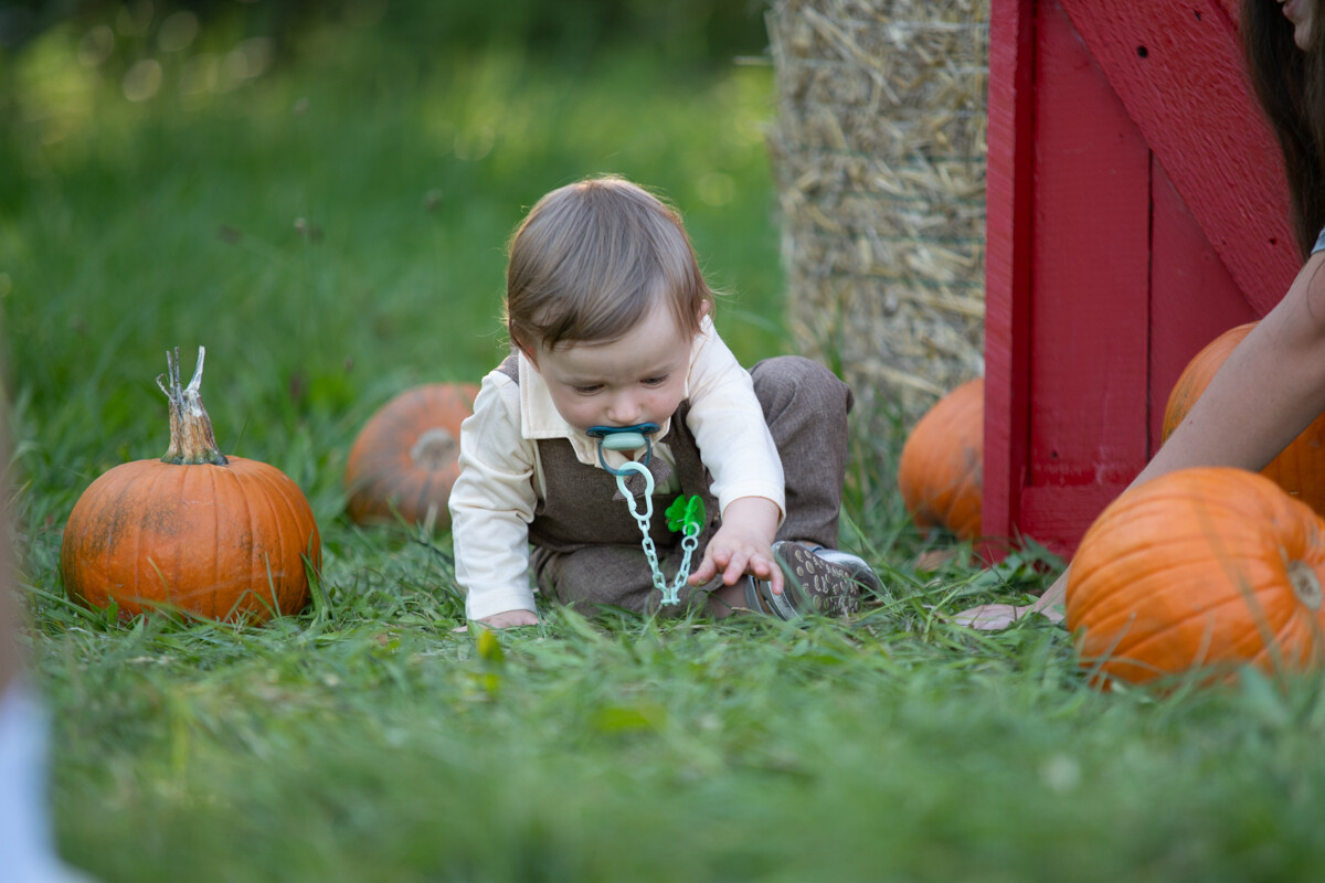 W mieście pojawiła się kolorowa dyniowa farma! / fot. Marek Faber