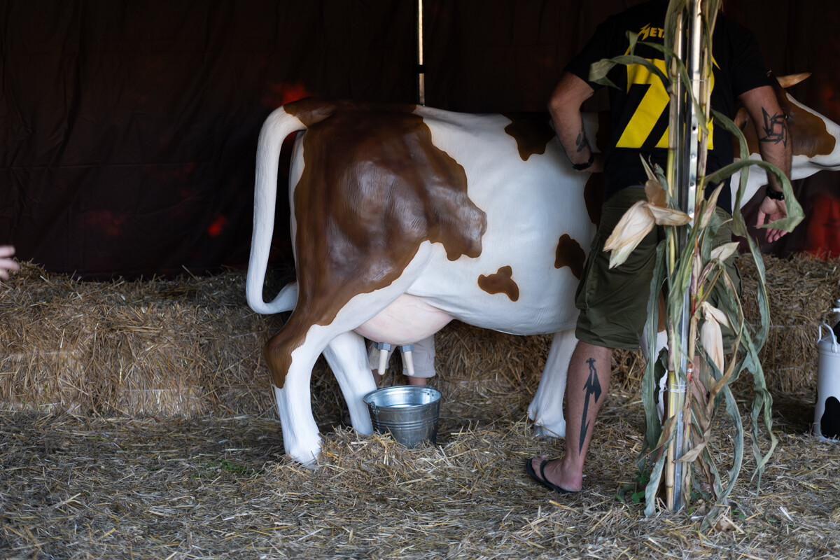 W mieście pojawiła się kolorowa dyniowa farma! / fot. Marek Faber