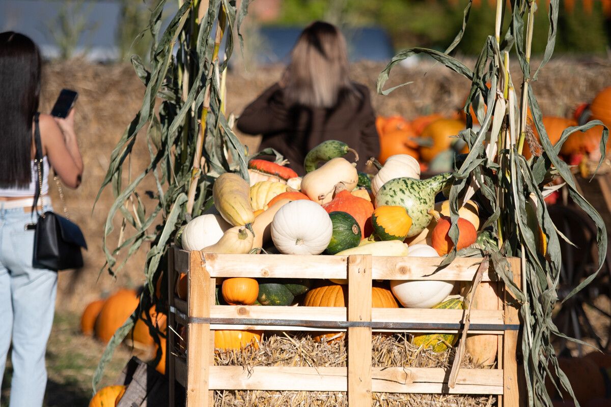W mieście pojawiła się kolorowa farma dyniowa! / fot. Marek Faber